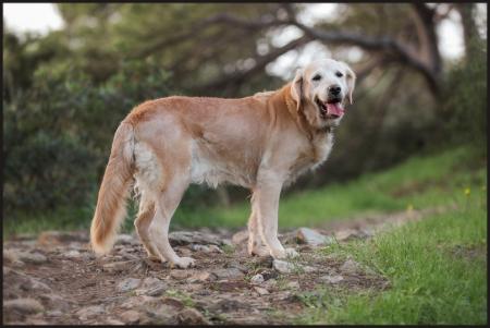 Portraits d'Animaux